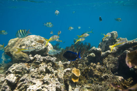 FOTKA - Objevte ndhern podvodn svt Dominiknsk republiky