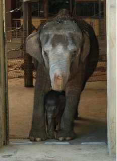 FOTKA - Pavilon slon je opt oteven