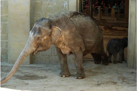 FOTKA - Pavilon slon je opt oteven