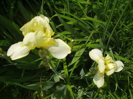 FOTKA - Kosatce - krsn trvalky podobn orchidejm
