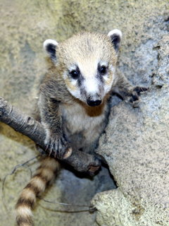 FOTKA - Kvtnov novinky v jihlavsk zoo