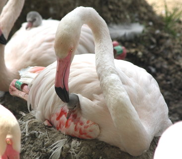 FOTKA - Kvtnov novinky v jihlavsk zoo