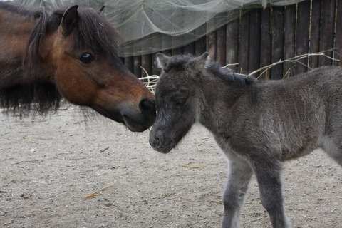 FOTKA - Kvtnov novinky v jihlavsk zoo