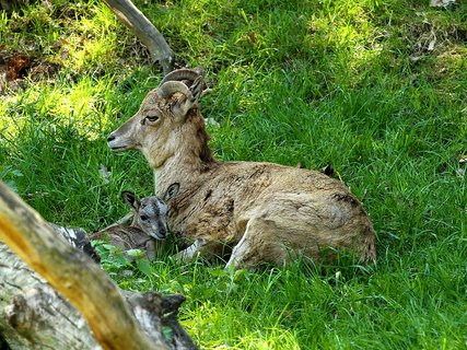 FOTKA - Zoopark v Chomutov se raduje z mlat arkal