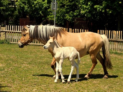 FOTKA - Zoopark v Chomutov se raduje z mlat arkal