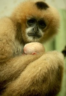 FOTKA - erstv mld gibona zve na sobotn Planetu opic
