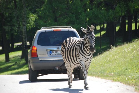 FOTKA - Na safari vlastnm vozem poprv v esku!