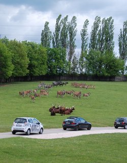 FOTKA - Na safari vlastnm vozem poprv v esku!