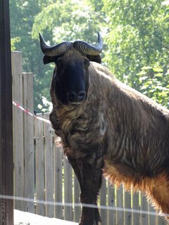 FOTKA - Novm obyvatelem dnsk zoo je takin indick