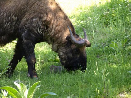 FOTKA - Novm obyvatelem dnsk zoo je takin indick
