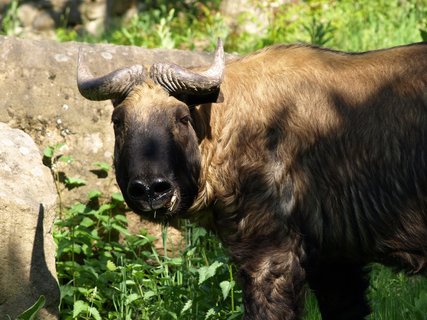 FOTKA - Novm obyvatelem dnsk zoo je takin indick