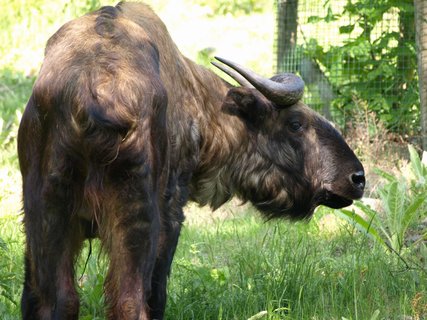 FOTKA - Novm obyvatelem dnsk zoo je takin indick