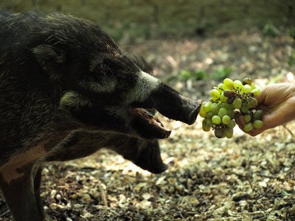 FOTKA - Zoo dovezla prasata visajansk! Chov je jako jedin v R!