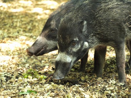 FOTKA - Zoo dovezla prasata visajansk! Chov je jako jedin v R!