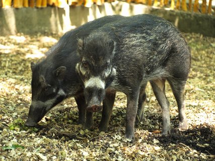 FOTKA - Zoo dovezla prasata visajansk! Chov je jako jedin v R!