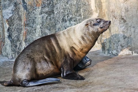 FOTKA - Gastonovo vnoue - V Zoo Praha se narodil lachtan jihoafrick