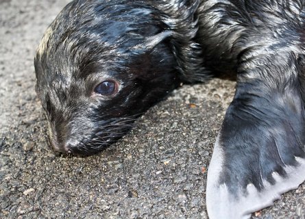 FOTKA - Gastonovo vnoue - V Zoo Praha se narodil lachtan jihoafrick