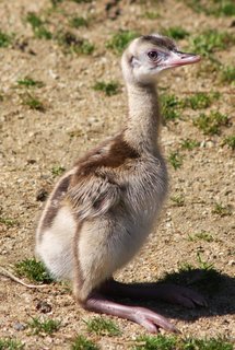 FOTKA - Den dt v jihlavsk ZOO ve znamen ochrany ohroench druh