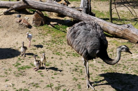 FOTKA - Den dt v jihlavsk ZOO ve znamen ochrany ohroench druh