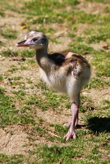 FOTKA - Den dt v jihlavsk ZOO ve znamen ochrany ohroench druh