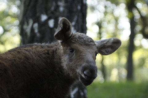 FOTKA - Novm prstkem v Podkrunohorskm zooparku je los slena Annabel