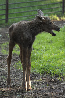 FOTKA - Novm prstkem v Podkrunohorskm zooparku je los slena Annabel