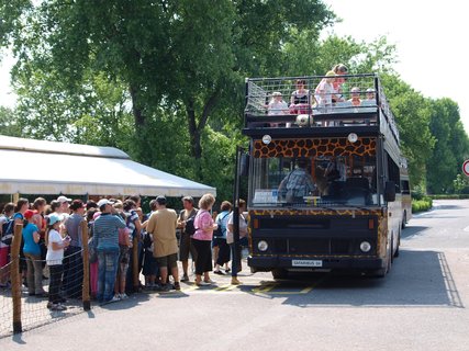 FOTKA - Safari slavnostn otevelo brny pro osobn automobily