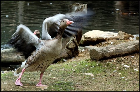 FOTKA - Fotografovnm k vnmu mld, ale pozor na housera