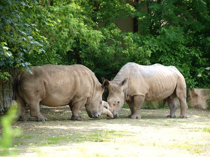 FOTKA - V ZOO Dvr Krlov uhynula samice vzcnho blho nosoroce