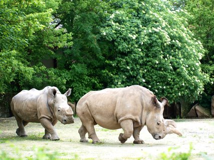 FOTKA - V ZOO Dvr Krlov uhynula samice vzcnho blho nosoroce