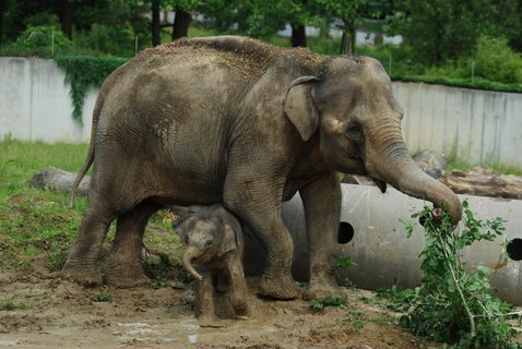 FOTKA - Sln, chlouba ostravsk ZOO, se s gustem vyvlelo v blt