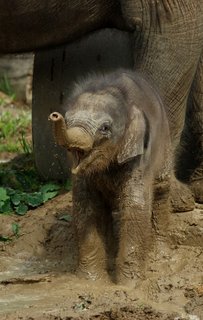 FOTKA - Sln, chlouba ostravsk ZOO, se s gustem vyvlelo v blt