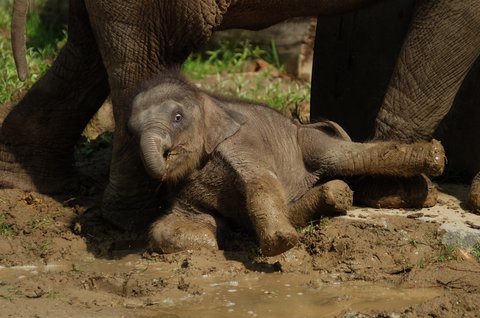 FOTKA - Sln, chlouba ostravsk ZOO, se s gustem vyvlelo v blt