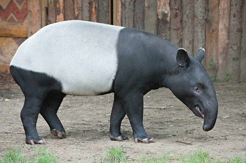 FOTKA - Do ZOO za korunu za ernoblm taprem abrakovm