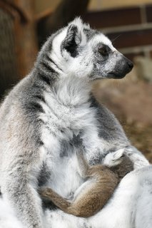 FOTKA - V ZOO st nad Labem pivtali ji druh mld lemura katy