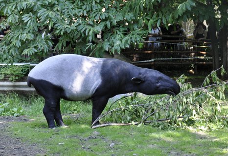 FOTKA - Zoo zaplavili nvtvnci v ernm a blm