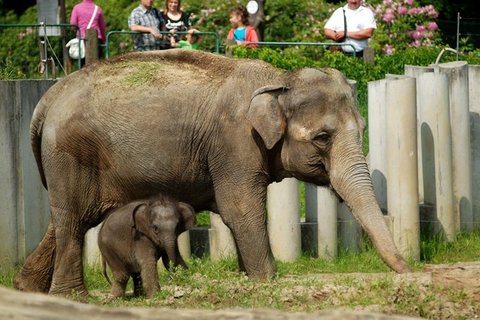 FOTKA - Co bylo pinou hynu slonho sameka v Zoo Ostrava?