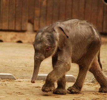 FOTKA - Co bylo pinou hynu slonho sameka v Zoo Ostrava?