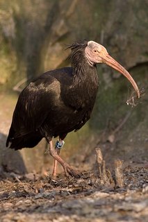 FOTKA - V Zooparku se vylhlo 11 mlat vzcnch ibis skalnch