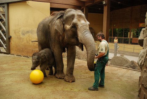 FOTKA - Nov hraka pro slon samiku v Zoo Ostrava