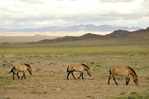 FOTKA - Kon Pevalskho spn zvldli nron transport do Mongolska