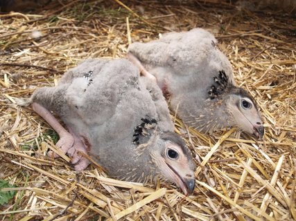 FOTKA - Mlata hadilova psae pedstrala pi veterinrn prohldce smrt