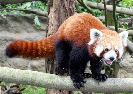 FOTKA - Nov obyvatel jihlavsk ZOO panda Kjnek oetovatelm utekl