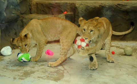 FOTKA - Pbh rodinky v prod ji vyhynulch berberskch lv