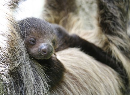 FOTKA - Mal lenochod v zoo st nad Labem