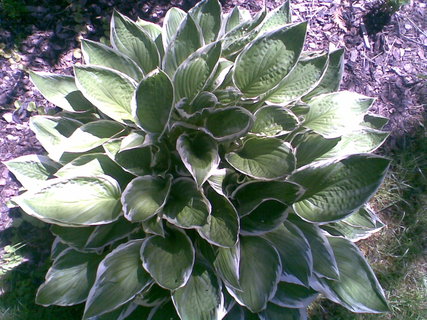 FOTKA - Hosta  krlovna stinnch zahrad