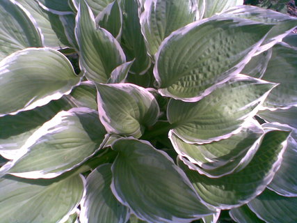 FOTKA - Hosta  krlovna stinnch zahrad