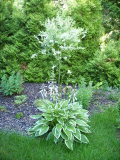 FOTKA - Hosta  krlovna stinnch zahrad