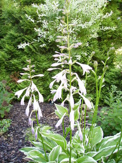 FOTKA - Hosta  krlovna stinnch zahrad