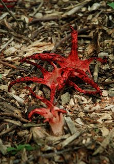 FOTKA - V ostravsk ZOO roste vzcn houba podobn erven chobotnici
